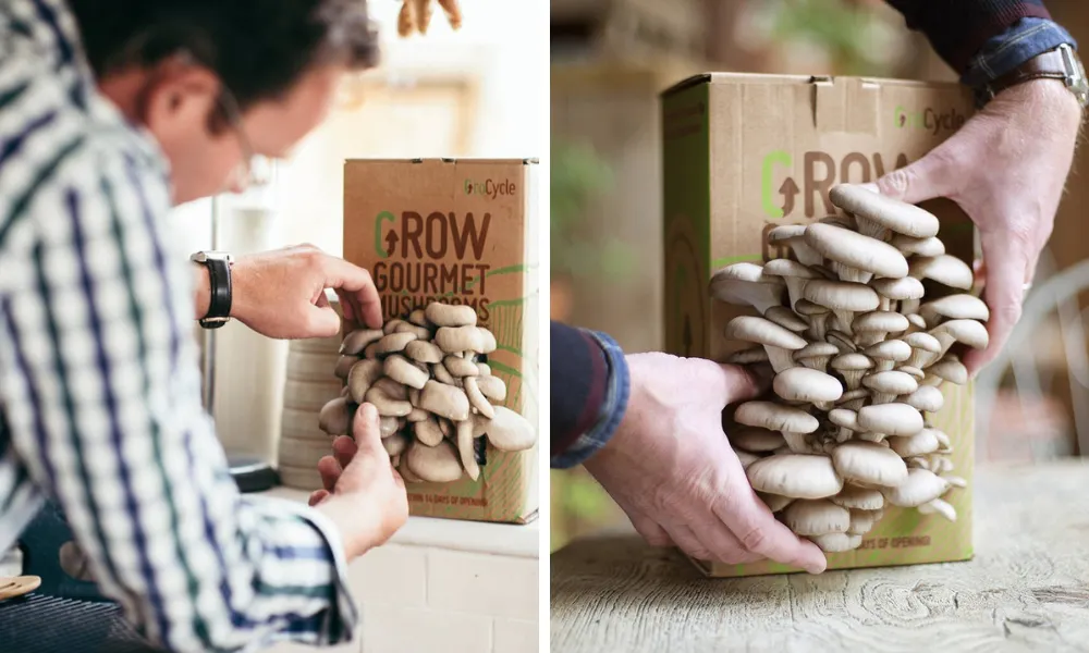 at home mushroom growing kit