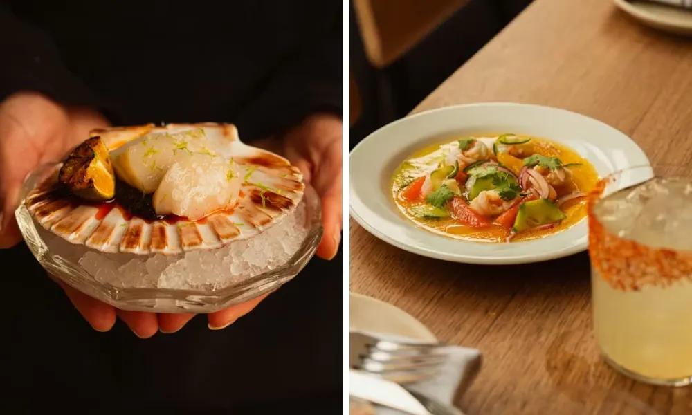 cometa scallop crudo
