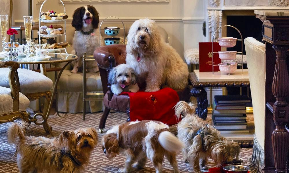 21-of-the-most-dog-friendly-restaurants-in-london