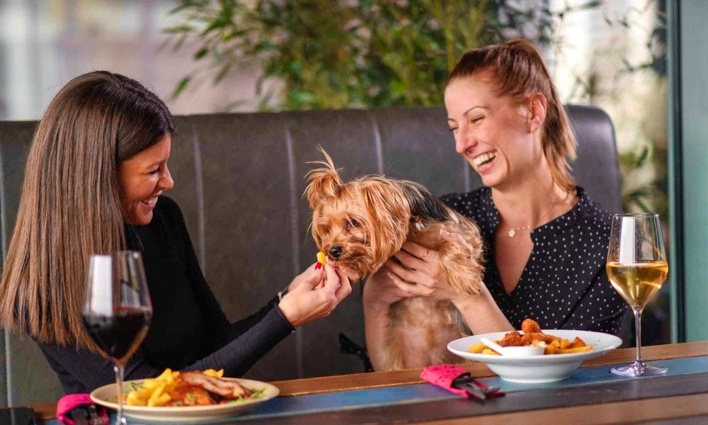 Places to eat dog friendly near me hotsell