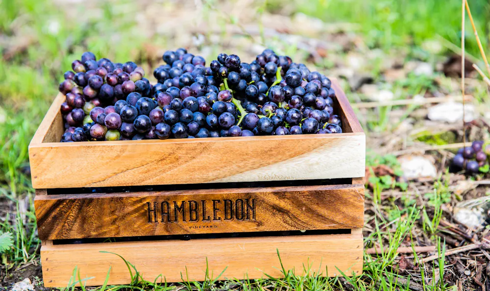 Hambledon Pinot Noir