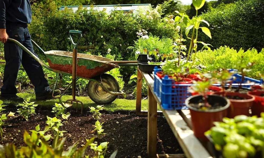 Gardening and a wheelbarrow