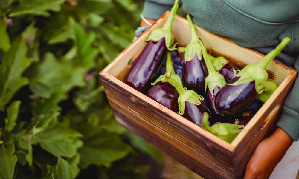 Box of aubergines