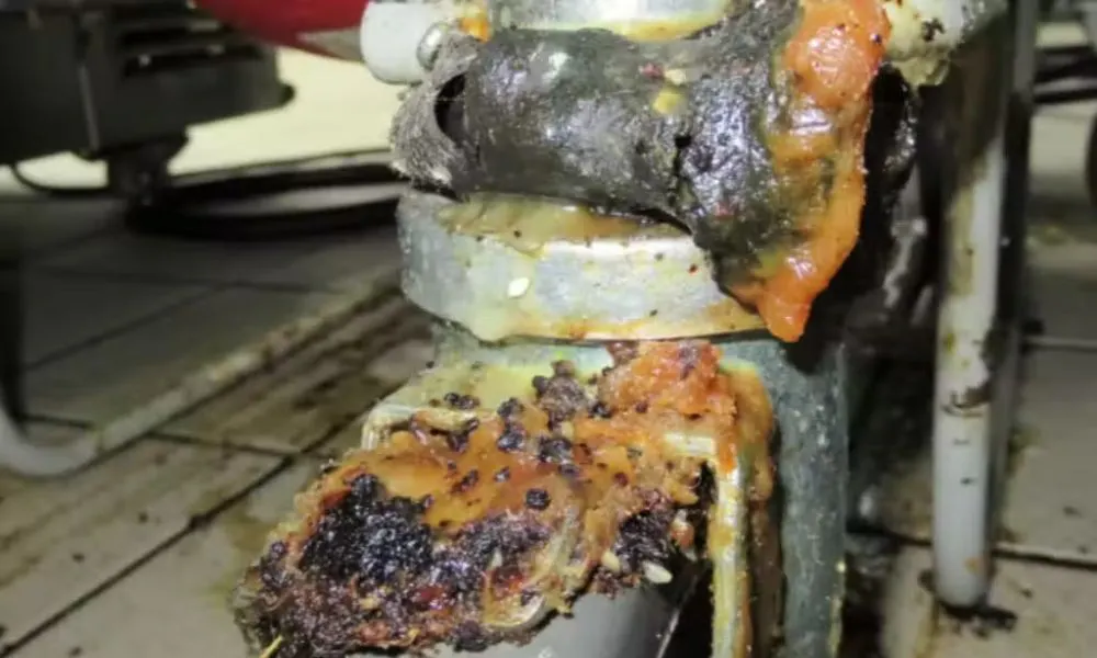 mouse droppings on food