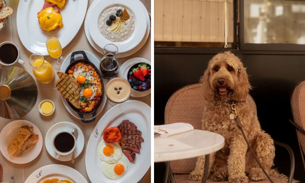 brunch menu with eggs steak and juice and dog sat on outdoor terrace chair