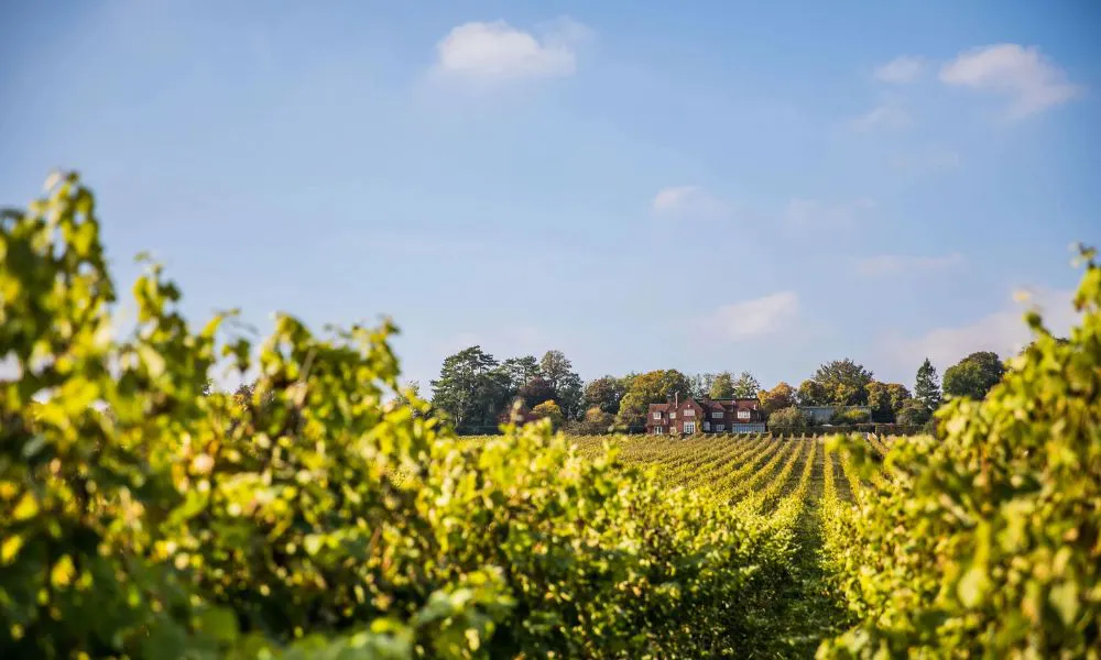 Hambledon Vineyard - the vines and views