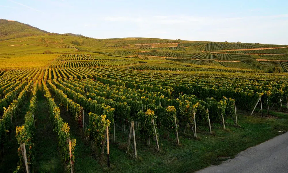 Alsace vineyard