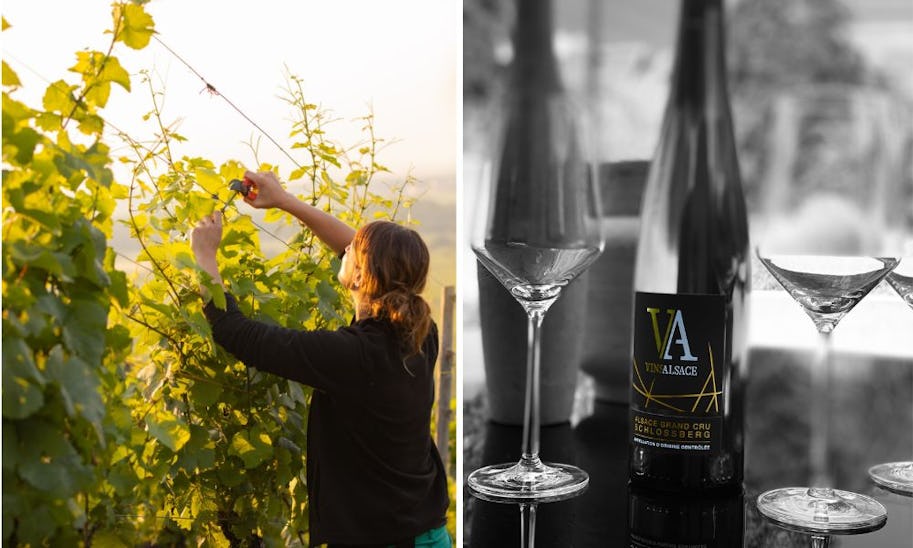 Everything you need to know about Alsace wine