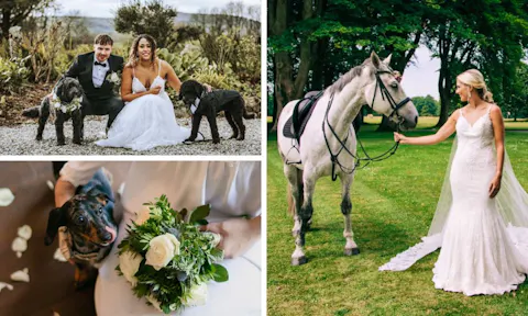 13 best pet-friendly wedding venues in the UK