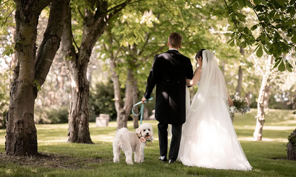 A bride and groom walking away from the camera with their dog