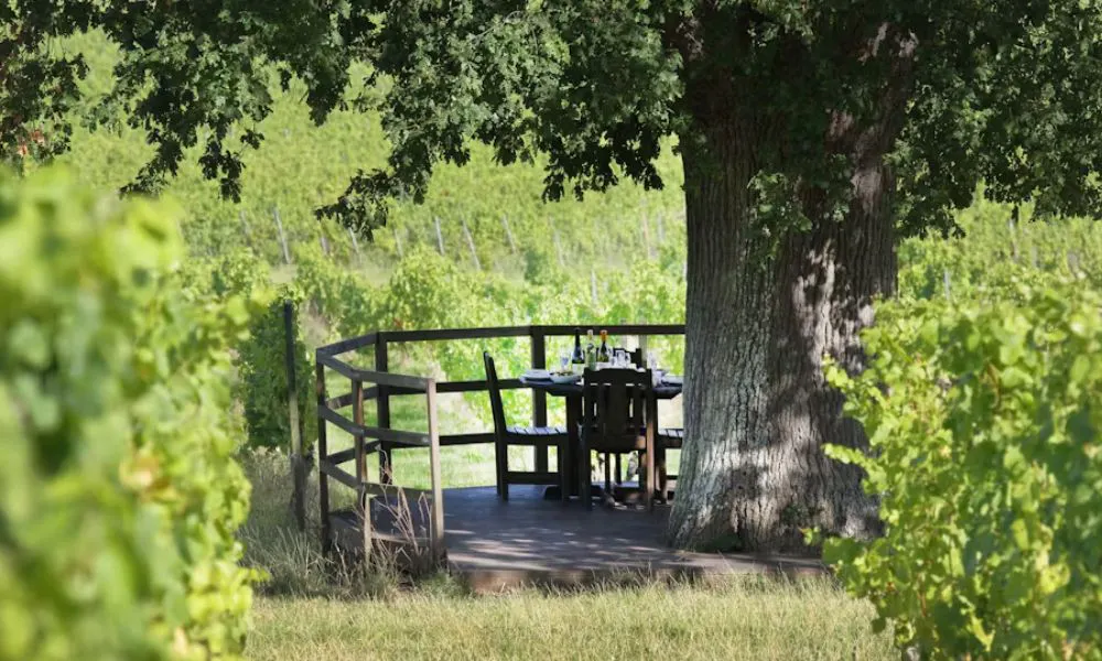 A table among the vineyards at Denbies Wine Estate