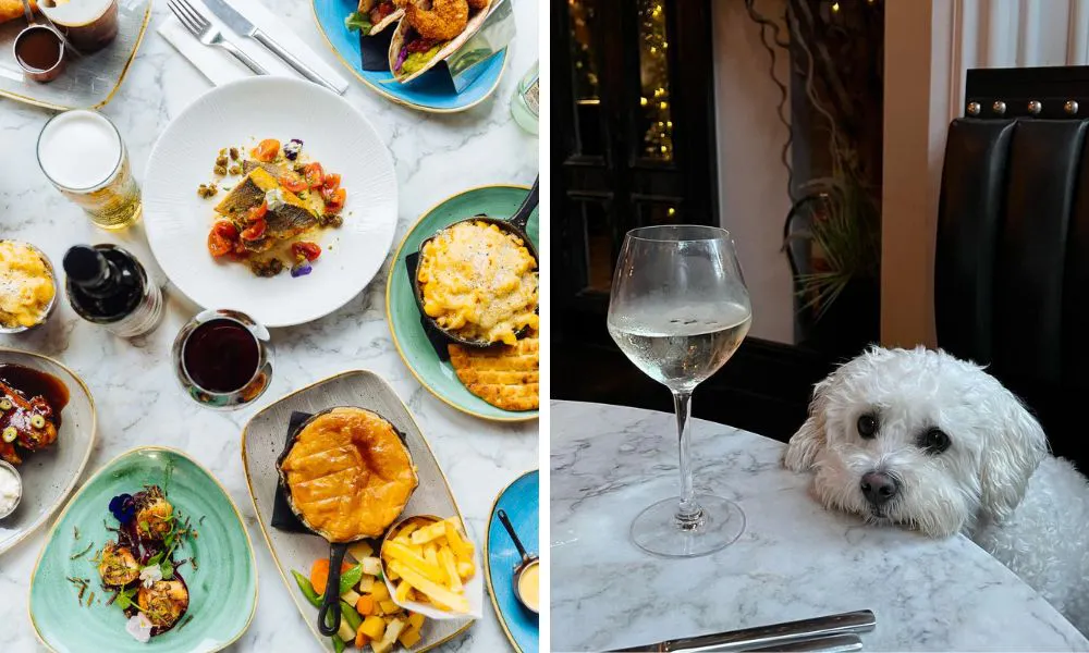 an aerial shot of a bunch of British dishes (left), a white, fluffy dog with its head on the table (right)