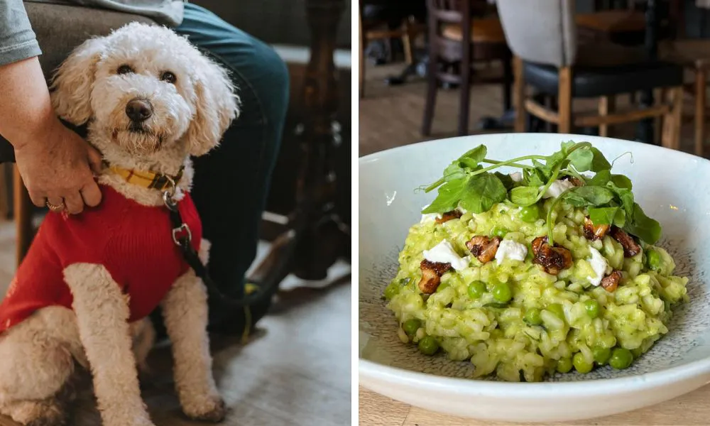 a dog in a jumper (left), a bowl of vegetable risotto (right)