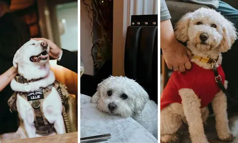 10 of the most dog-friendly restaurants in Edinburgh