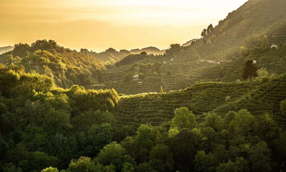 Vineyard at sunset