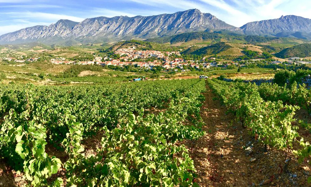 From vineyard to menu: Why Roussillon wines are a sommelier's secret weapon
