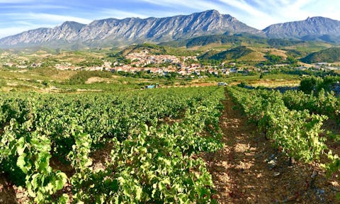 From vineyard to menu: Why Roussillon wines are a sommelier's secret weapon