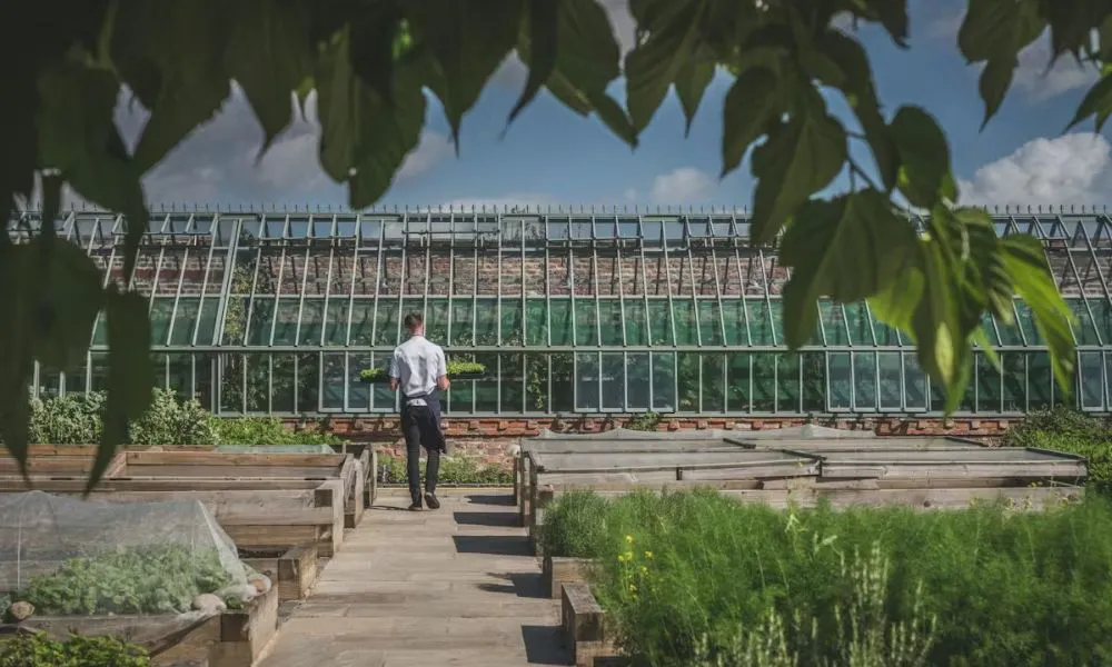 chef collecting fresh produce from herb garden