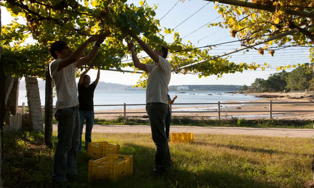 workers harvest wine grapes on coastal vineyard