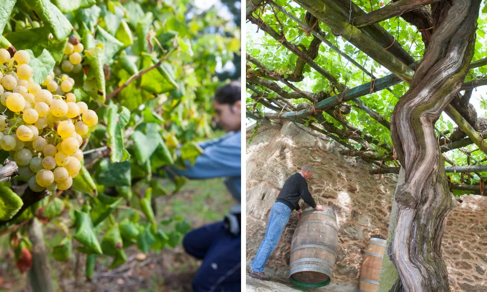 Staff at a vineyard
