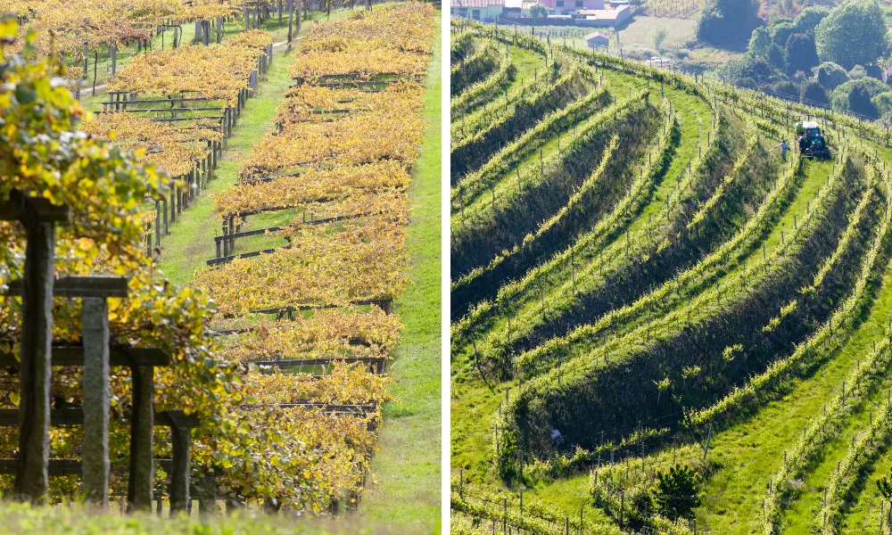 Two different terroirs for Albarino vines