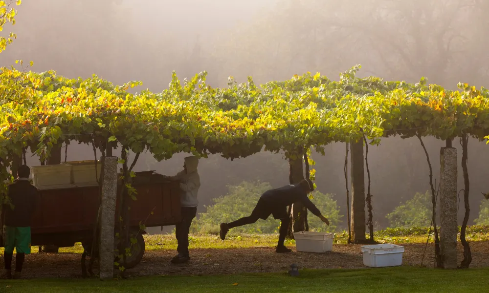 workers harvest grapes on a vineyard