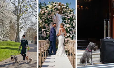 The best pet-friendly wedding venues in London: 14 pup-loving places