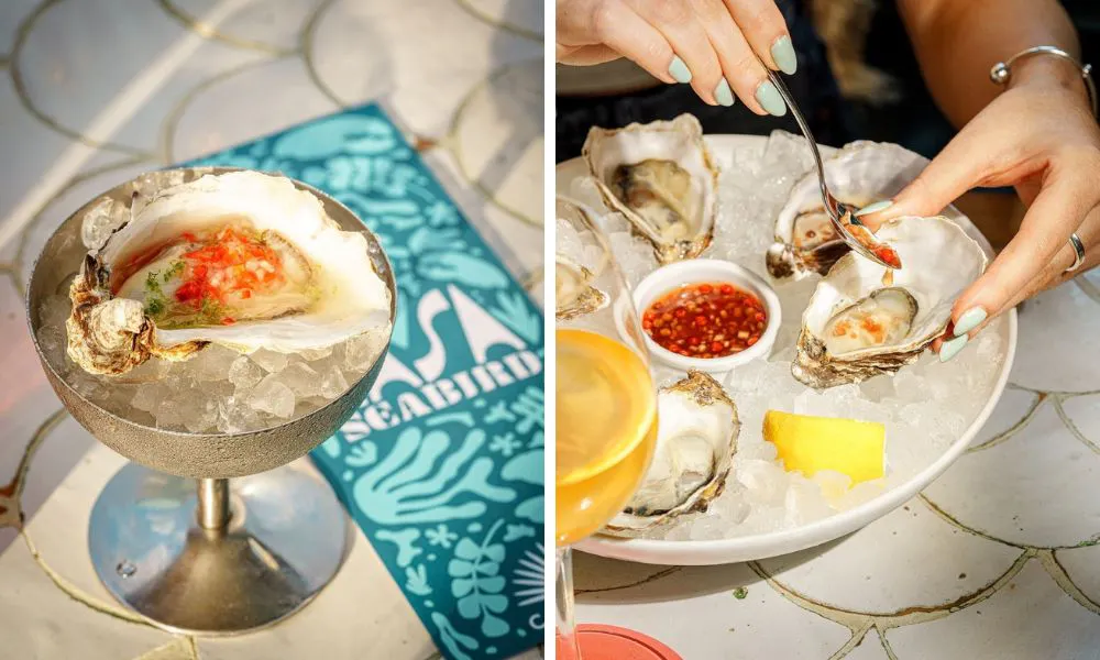 oysters from seabird