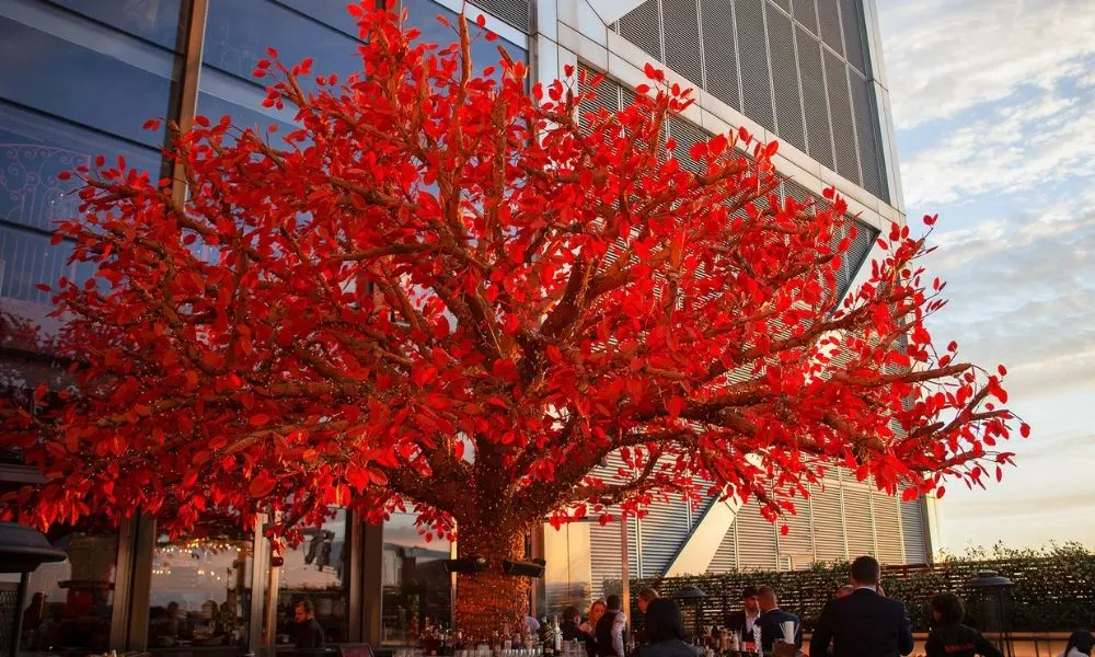A rooftop terrace with a huge red-leaf tree in the middle