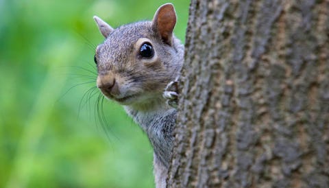 A London restaurant is serving grey squirrel lasagne