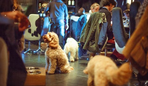 Raise the woof at Gaucho’s ‘Doggy Sundays’ 