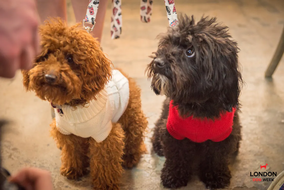 All Star Lanes is launching a doggy bowling league