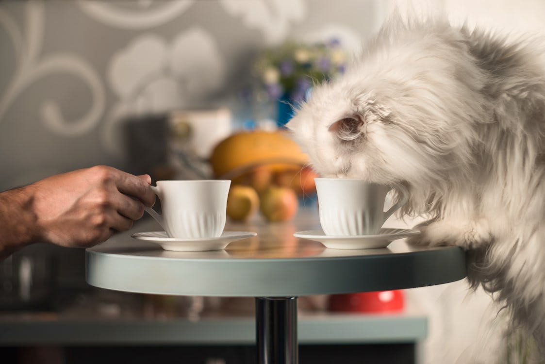 Stop what you’re doing right meow, a new cat café is coming to London