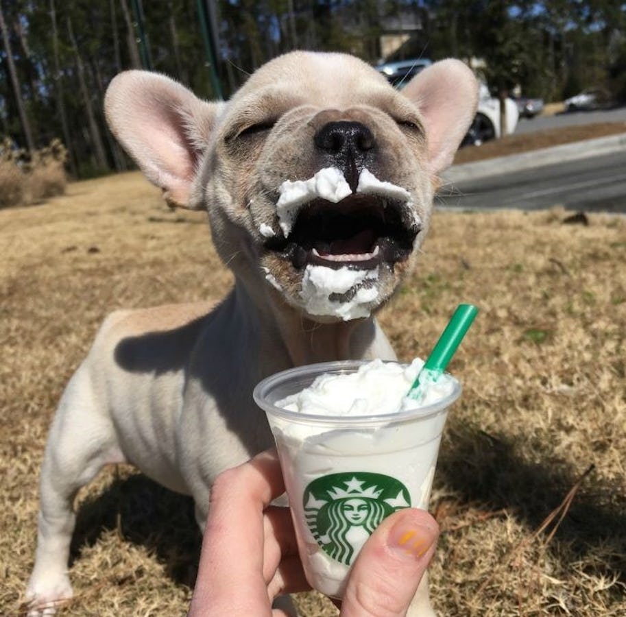 You can now order a 'puppuccino' for your dog at Starbucks 