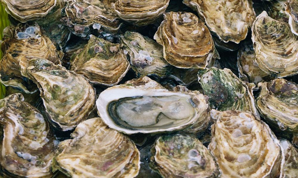 Whitstable Rocks Oyster Festival 2024 everything you need to know