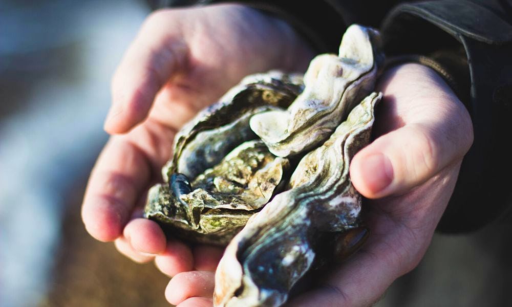 Whitstable Rocks Oyster Festival 2024 everything you need to know