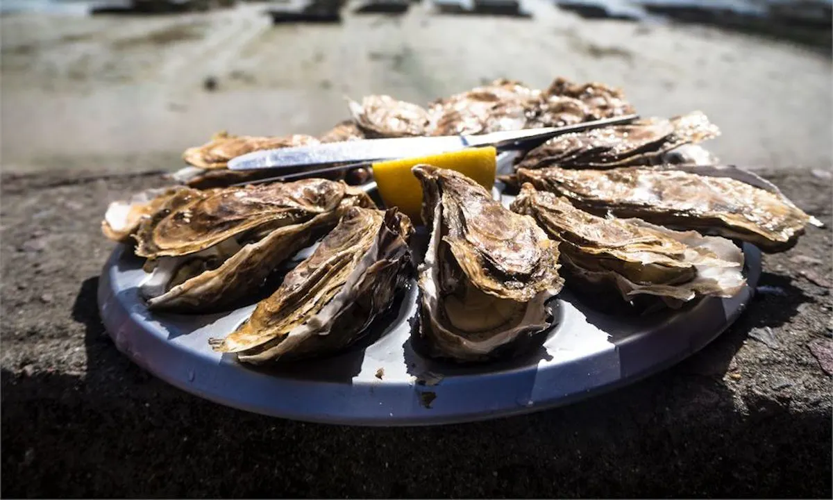 Whitstable Rocks Oyster Festival 2025: The ultimate guide