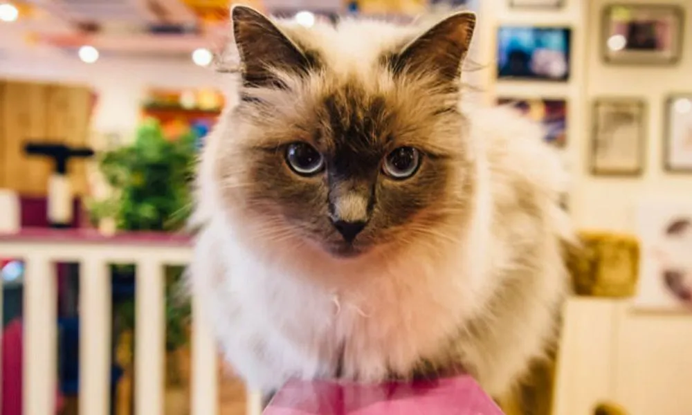 White cat in a kitty cafe