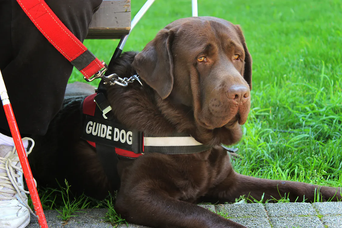 Blind man asked to leave restaurant because of his guide dog