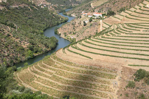 Port weathers a very hot 2020 growing season in the Douro