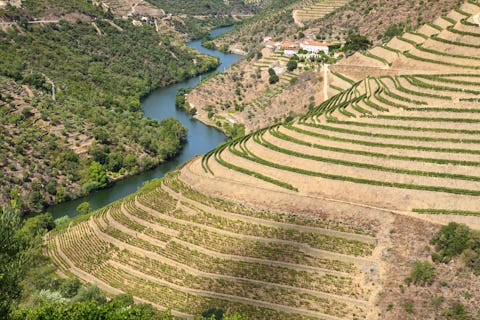 Port weathers a very hot 2020 growing season in the Douro