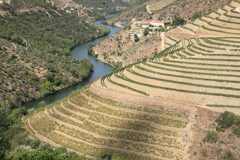 Port weathers a very hot 2020 growing season in the Douro