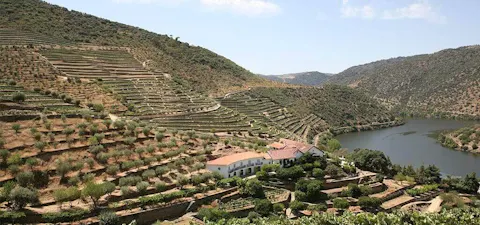 Taylor's Vintage declaration: Quinta de Vargellas 2019