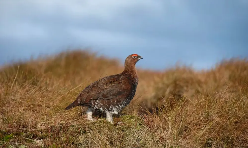 grouse in the wild