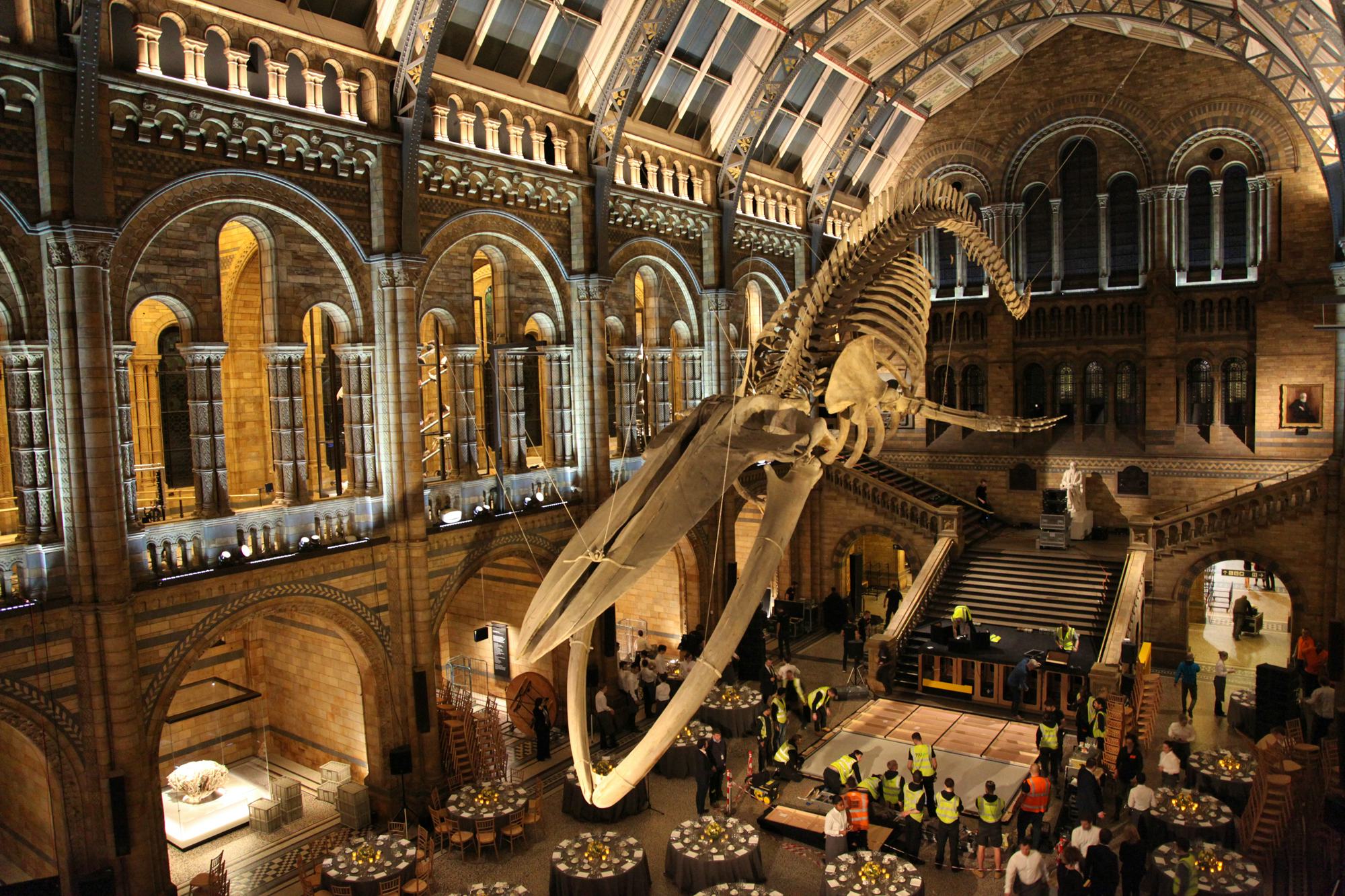 Natural History Museum National Geographic event plating catering food gala dinner