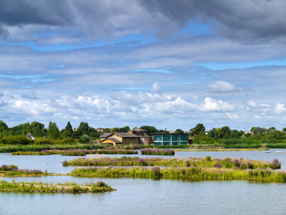 Venue of the week: WWT London Wetland Centre