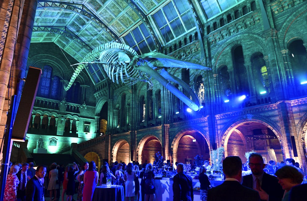 Natural History Museum transforms Hintze Hall with huge blue whale skeleton