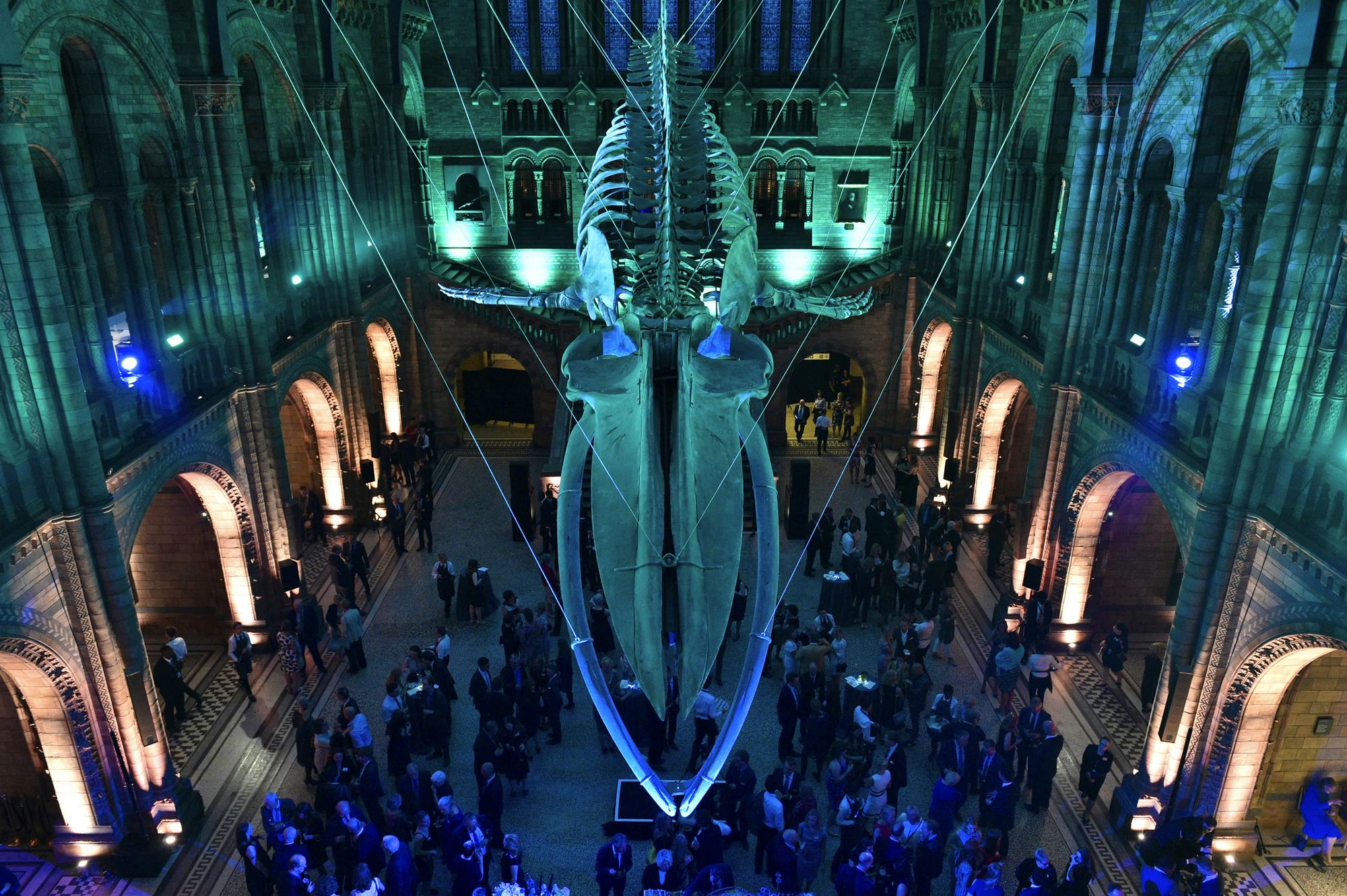 Natural History Museum Hintze Hall hope venues new opening 2017 best events