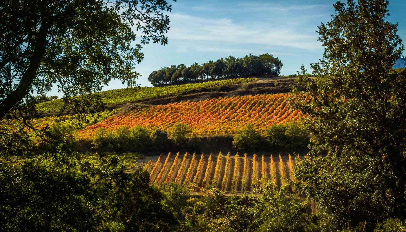 Rioja fields