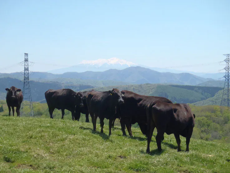 Wagyu Hidagyu promotion Japanese beef London restaurants